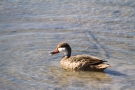 Bahamaente (Anas bahamensis)