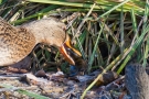 Stockenten-Weibchen (Anas platyrhynchos) mit Flussbarsch (Perca fluviatilis)