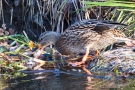 Stockenten-Weibchen (Anas platyrhynchos) mit Flussbarsch (Perca fluviatilis)