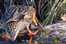 Stockenten-Weibchen (Anas platyrhynchos) mit Flussbarsch (Perca fluviatilis)