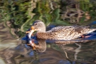 Stockenten-Weibchen (Anas platyrhynchos) mit Flussbarsch (Perca fluviatilis)