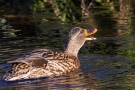 Stockenten-Weibchen (Anas platyrhynchos) mit Flussbarsch (Perca fluviatilis)