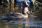 Stockenten-Weibchen (Anas platyrhynchos) mit Flussbarsch (Perca fluviatilis)