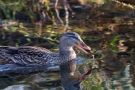 Stockenten-Weibchen (Anas platyrhynchos) mit Flussbarsch (Perca fluviatilis)