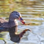 Stockenten-Weibchen (Anas platyrhynchos) mit Flussbarsch (Perca fluviatilis)