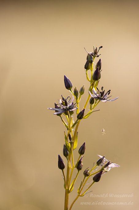 Sumpfstern - Blauer Tarant (Swertia perennis)