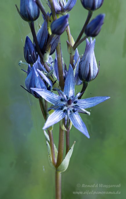 Sumpfstern - Blauer Tarant (Swertia perennis)