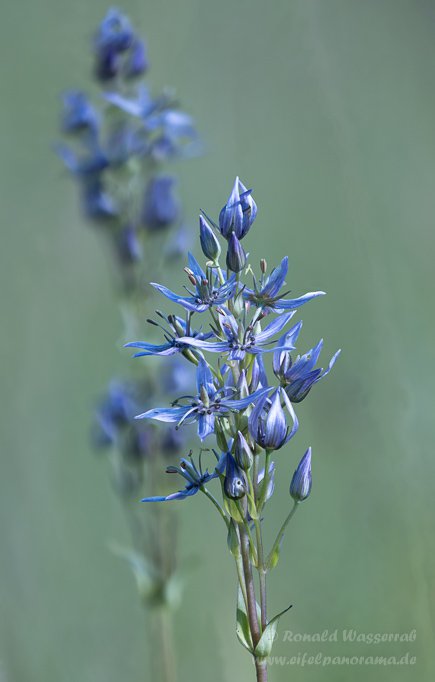 Sumpfstern - Blauer Tarant (Swertia perennis)