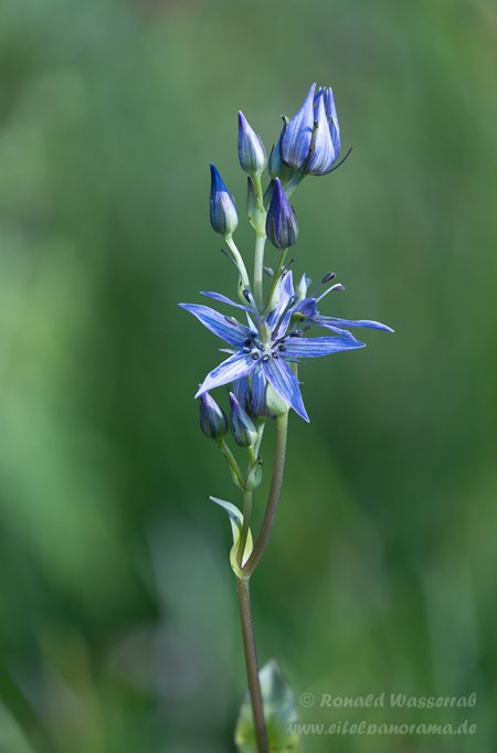 Sumpfstern - Blauer Tarant (Swertia perennis)