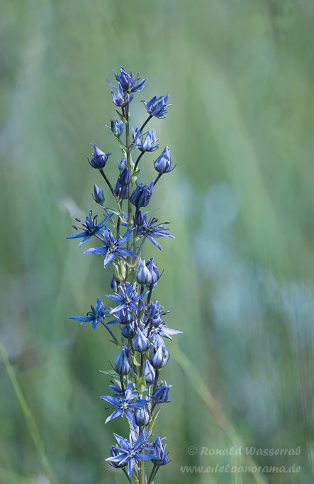 Sumpfstern - Blauer Tarant (Swertia perennis)