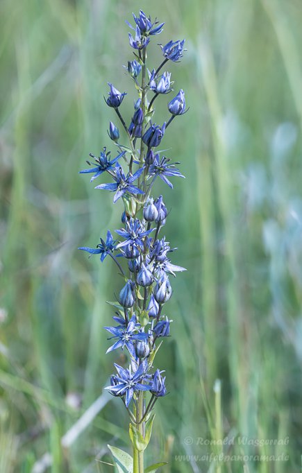 Sumpfstern - Blauer Tarant (Swertia perennis)