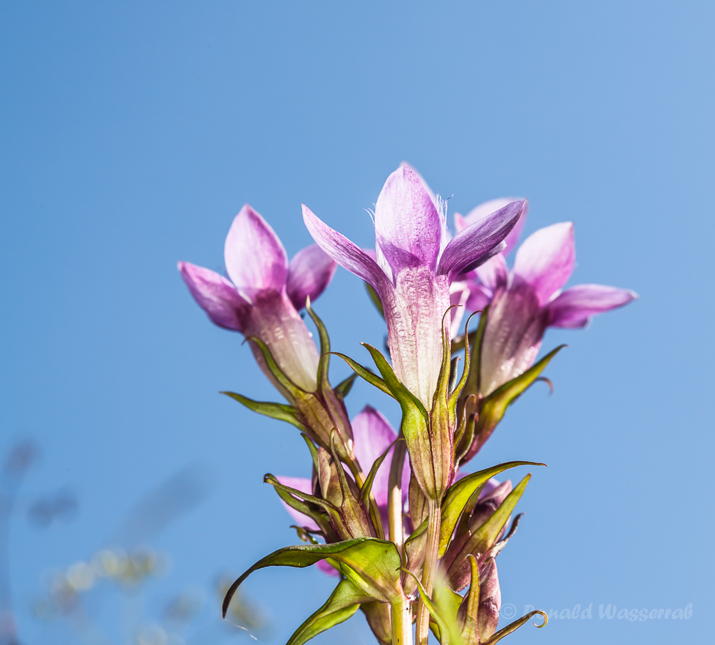 Deutscher Fransenenzian (Gentianella germanica)
