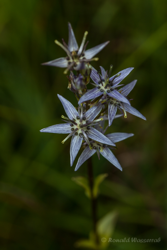 Blauer Sumpfstern (Swertia perennis)