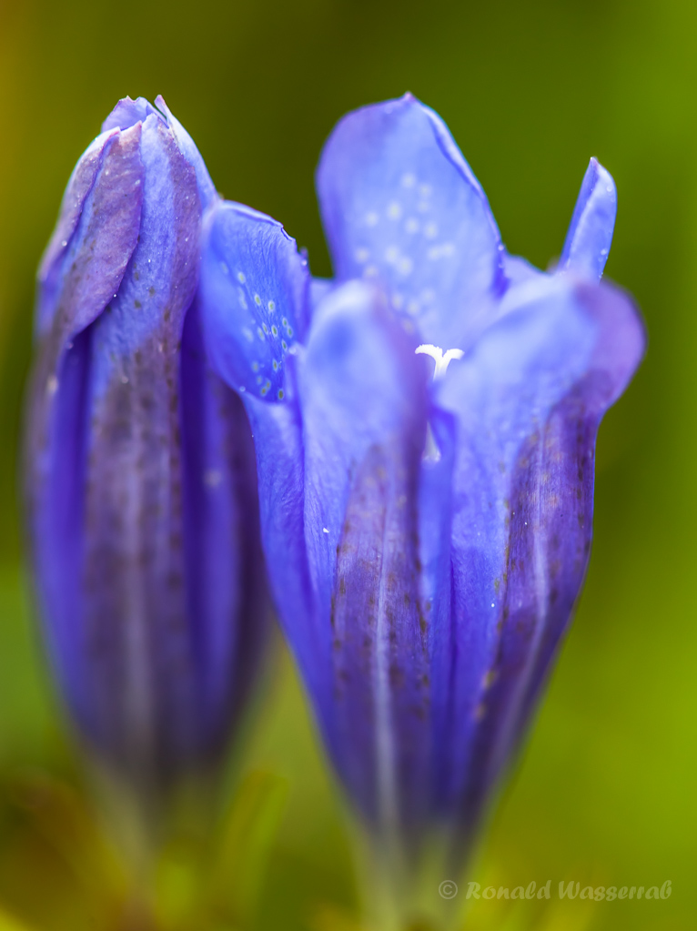 Morgentlicher Lungenenzian (Gentiana pneumonanthe)