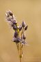 Sumpfstern - Blauer Tarant (Swertia perennis)