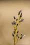 Sumpfstern - Blauer Tarant (Swertia perennis)