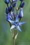 Sumpfstern - Blauer Tarant (Swertia perennis)