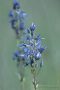 Sumpfstern - Blauer Tarant (Swertia perennis)