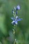 Sumpfstern - Blauer Tarant (Swertia perennis)