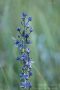 Sumpfstern - Blauer Tarant (Swertia perennis)