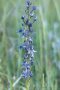 Sumpfstern - Blauer Tarant (Swertia perennis)