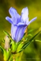 Blüte des Lungenenzians (Gentiana pneumonanthe)