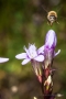 Deutscher Fransenenzian (Gentianella germanica) - Anflug einer Biene