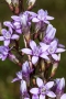Deutscher Fransenenzian (Gentianella germanica) - Blüten