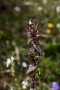 Deutscher Fransenenzian (Gentianella germanica) - Knospen