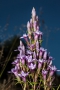 Deutscher Fransenenzian (Gentianella germanica) - Prachtexemplar