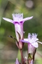 Deutscher Fransenenzian (Gentianella germanica) auf dem Tanzberg in Keldenich