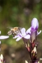 Deutscher Fransenenzian (Gentianella germanica) mit Biene