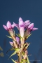 Deutscher Fransenenzian (Gentianella germanica) vor blauem Himmel