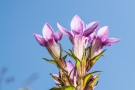Deutscher Fransenenzian (Gentianella germanica)