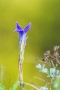 Fransenenzian (Gentianopsis ciliata) am Tanzberg