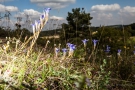 Fransenenzian (Gentianopsis ciliata) auf dem Tanzberg