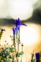Fransenenzian (Gentianopsis ciliata) im Gegenlicht am Tanzberg in Keldenich