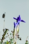 Fransenenzian (Gentianopsis ciliata) mit Tau am Tanzberg in Keldenich