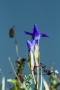Fransenenzian (Gentianopsis ciliata) mit Tau am Tanzberg