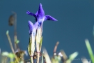 Fransenenzian (Gentianopsis ciliata)