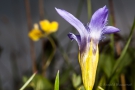 Gewöhnlicher Fransenenzian (Gentianopsis ciliata) - Seitenansicht