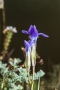 Gewöhnlicher Fransenenzian (Gentianopsis ciliata) am Tanzberg