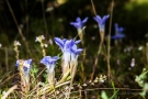 Gewöhnlicher Fransenenzian (Gentianopsis ciliata) auf dem Tanzberg