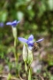 Gewöhnlicher Fransenenzian (Gentianopsis ciliata) mit Biene
