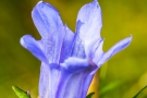 Lungen-Enzian (Gentiana pneumonanthe)