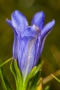 Lungenenzian-Blüte (Gentiana pneumonanthe) in der Krekeler Heide