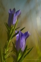Lungenenzian (Gentiana pneumonanthe) in der Sistig-Krekeler Heide