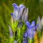 Lungenenzian (Gentiana pneumonanthe)