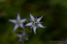 Blauer Sumpfstern (Swertia perennis)