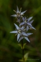 Blauer Sumpfstern (Swertia perennis)